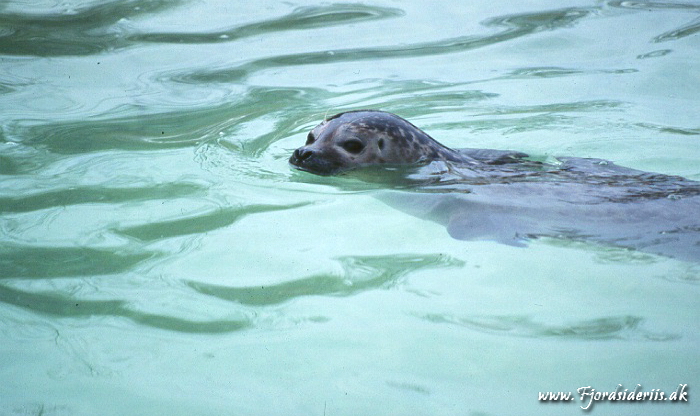 Zoo KBH 1998 0017.JPG